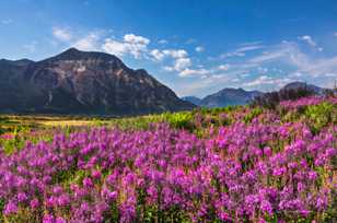 Wildflowers of Waterton-4379.jpg